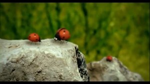 Букашки: - Любовная история Minuscule - Love Story