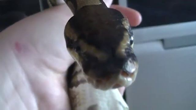Female Normal Ball Python (6 years old) смотреть онлайн