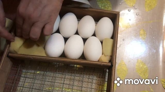 Инкубация гусиных яиц. Часть 1? смотреть онлайн