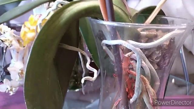 #Орхидеи #Как приучить воздушные корни к воде и грунту??? смотреть онлайн