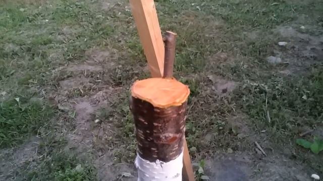 apricot grafting at the end of may // прививка абрикоса в мае смотреть онлайн