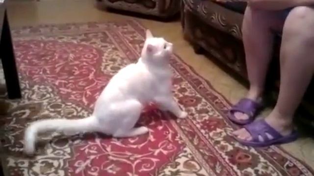 Кот псих Юмор смотреть онлайн