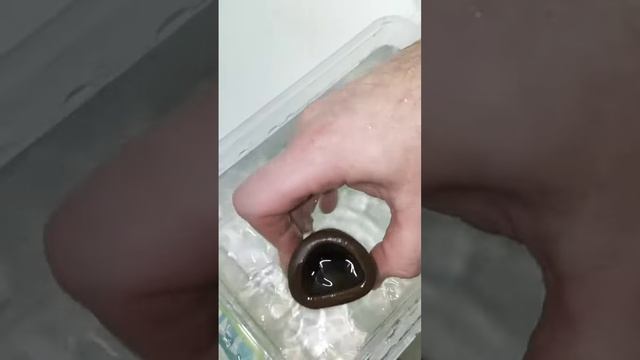 L сомы - забираем личинку смотреть онлайн