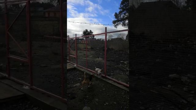 Джек расселы Вейдж и Фокс, бигль Линда, мопс Саманта смотреть онлайн