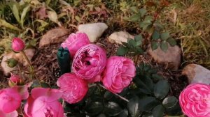 Помпонелла (флорибунда), обильно цветущая, не болеющая роза!!! Роза для начинающих!