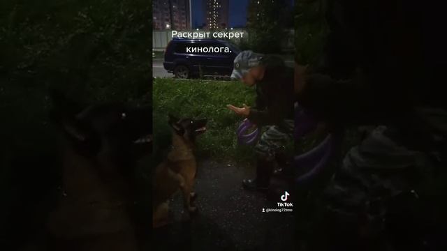 Вот как кинолог учит свою собаку. смотреть онлайн