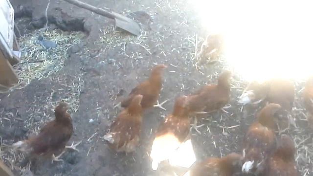 Домашняя ферма, обзор , несушка ломан браун смотреть онлайн