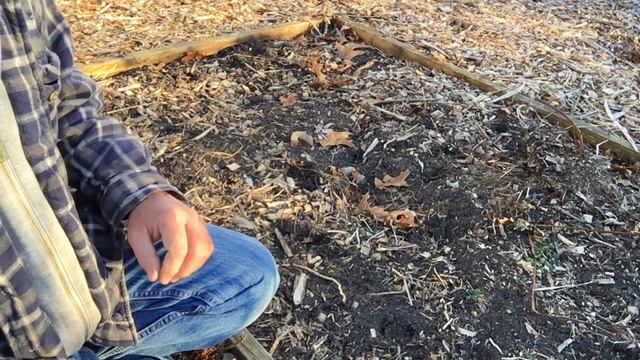 Hardwood Cutting Propagation | Winter Plant Propagation смотреть онлайн