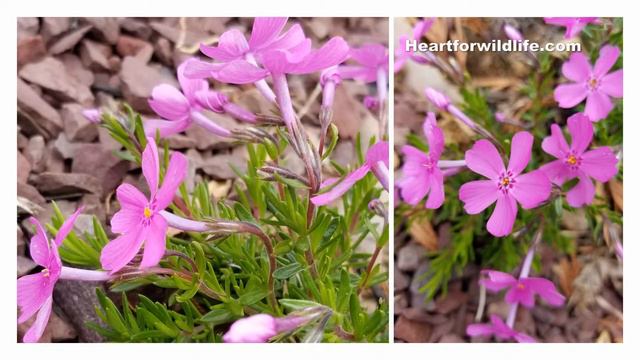 How to care for Phlox смотреть онлайн