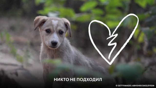 ДЕНЬ БЕЗДОМНЫХ ЖИВОТНЫХ смотреть онлайн