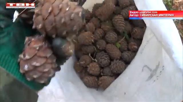 С 15 августа можно идти за шишкой смотреть онлайн