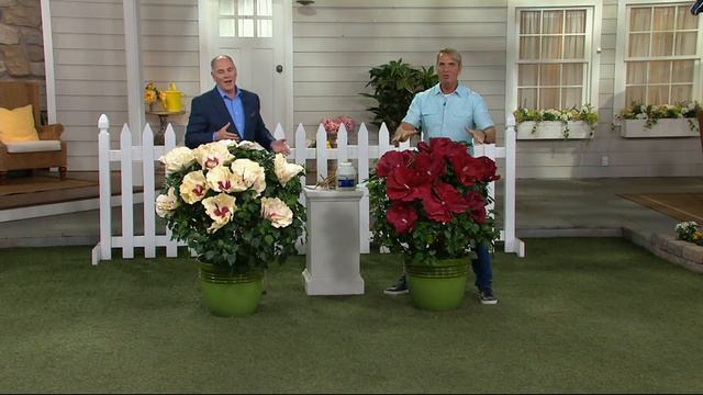 Cottage Farms 2-pc Top Shelf Giant Hardy Hibiscus on QVC смотреть онлайн