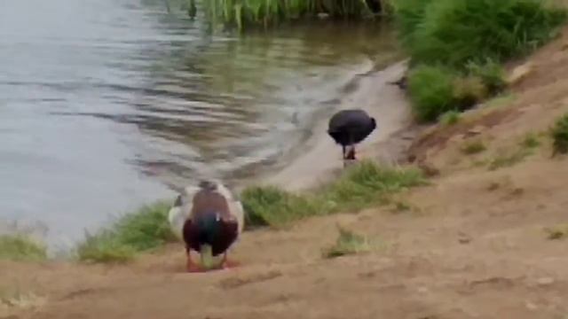 Селезень лысуха воробей смотреть онлайн