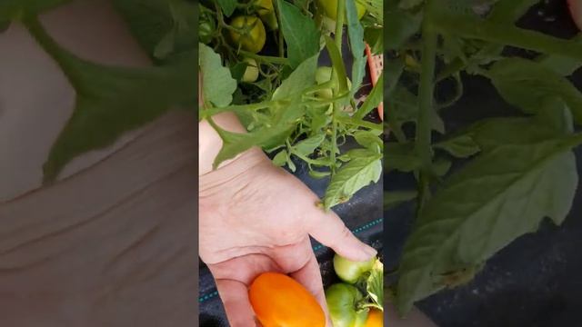 Томат "Елисей" = ТОМАТНЫЙ КАЛЕЙДОСКОП сезон 2021 смотреть онлайн