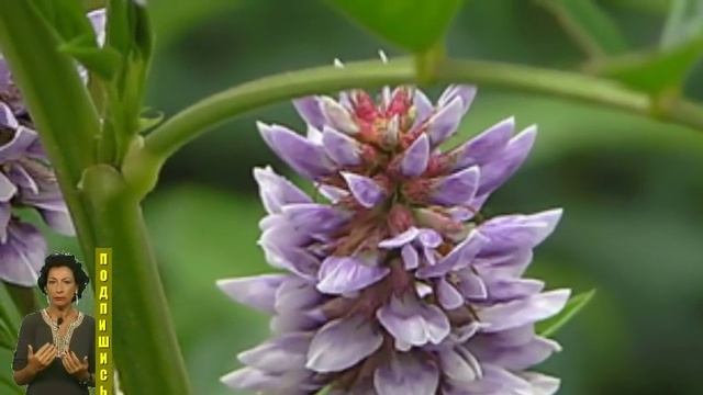 Народные методы  которые избавят от герпеса за один день !  топ5хайп