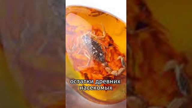 Янтарь - это ископаемая смола смотреть онлайн