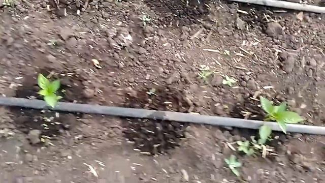 Теплица под Агроволокно . смотреть онлайн
