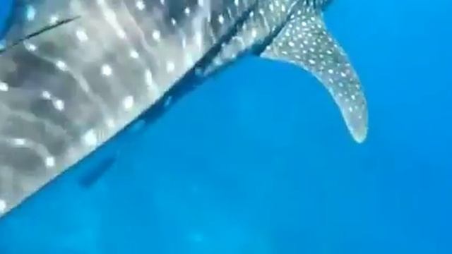 Китовая акула. Красное море. Риф Ras Disha, Сахл Хашиш