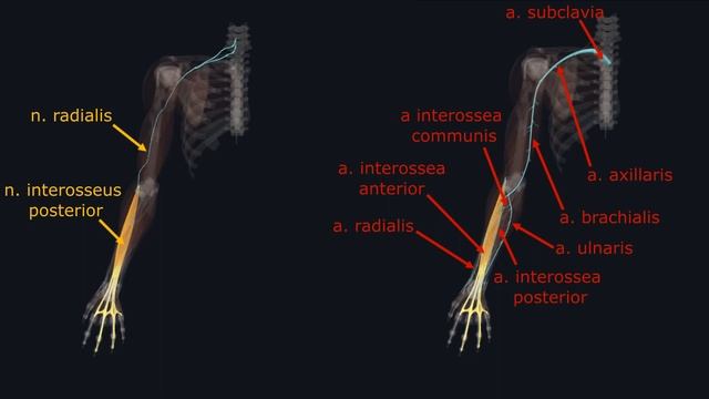 Мышцы Верхней Конечности - 3D Анатомия Мышц Предплечья - Часть 4 смотреть онлайн
