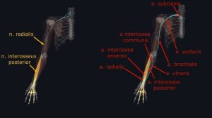 Мышцы Верхней Конечности - 3D Анатомия Мышц Предплечья - Часть 4