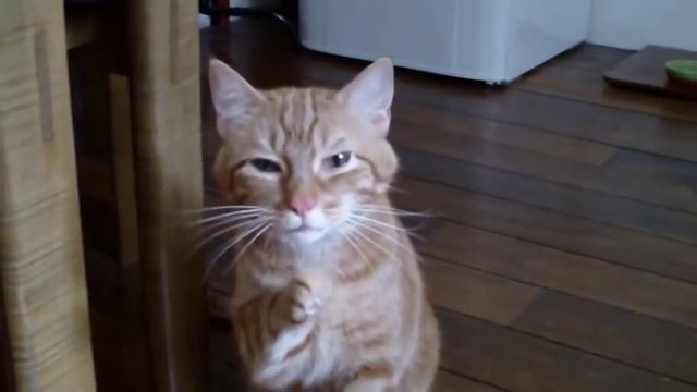 Приколы: Чихающий кот. Кот чихает и не может остановиться. смотреть онлайн