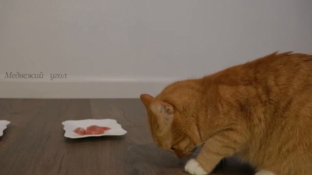 КОШКИ выбирают ЕДУ / ЧТО из еды ВЫБЕРЕТ КОТ / МЯСО или ЧИПСЫ смотреть онлайн