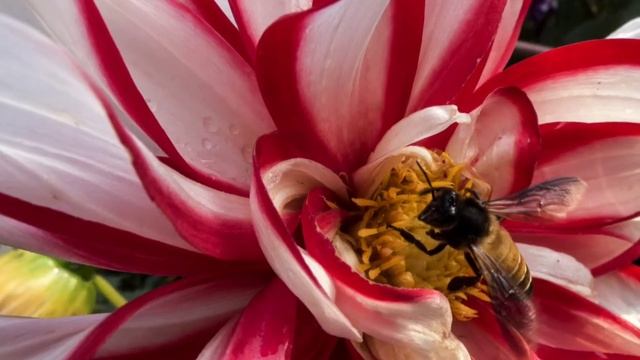 Flower macro 2 смотреть онлайн