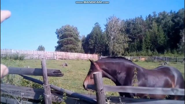 Лошадь Соня и MIYAGI смотреть онлайн