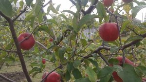 САМЫЕ ПОЗДНИЕ СОРТА ЯБЛОНЬ В САДУ - СПАРТАН. ВЫРАЩИВАНИЕ И УХОД.
