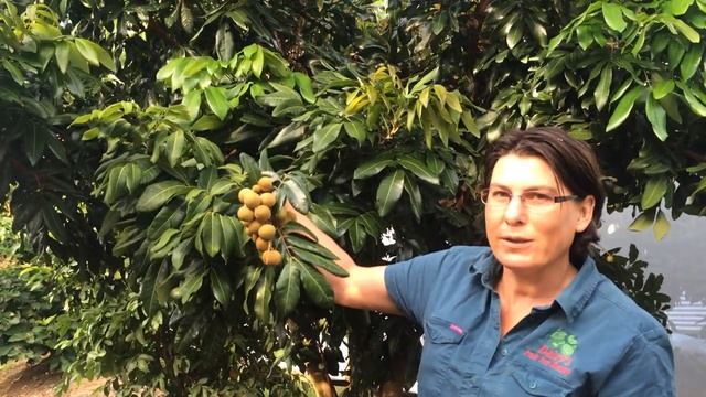 Longan Kohala Grafted Fruit Tree - Shows Fruit And Tree With Plant Growing Guide