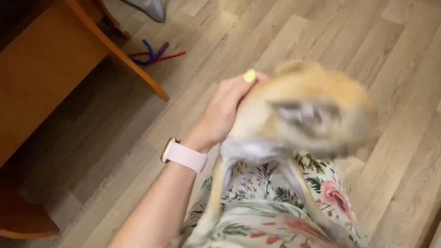 25. VLOG Распаковка посылки от подруги| Гилевская роща| Жуле 1 год| Чихуахуа| Тюмень 20/06/2021 смотреть онлайн