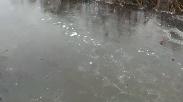 Поехали погулять по лесу.// Ходили, проверяли лёд.// Собака смешно бегает по льду.//Было весело.// смотреть онлайн