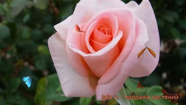 Роза чайно-гибридная Фламинго (rose flamingo flamingo) ? обзор: как сажать, саженцы розы Фламинго смотреть онлайн