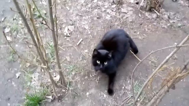 Котики дерутся за еду ~О.О~ смотреть онлайн