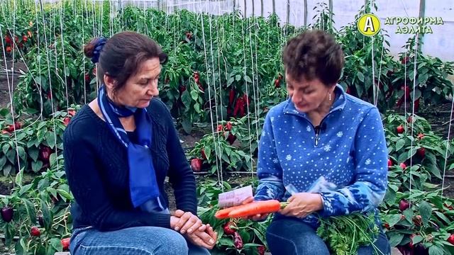 ВЫ ПРОСИЛИ – МЫ ОТВЕЧАЕМ: Какие Сорта Моркови Сеять? Лучшие Семена Моркови смотреть онлайн