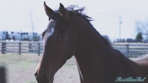 Рыжий конь. Михаил Боярский.