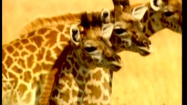 PABLO Y SILAS Moisés Fernando смотреть онлайн
