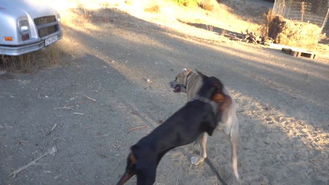 Correcting my Doberman puppy for playing too rough with my Cane Corso смотреть онлайн