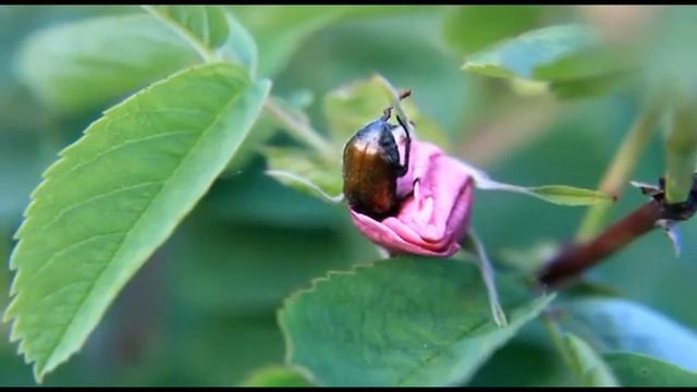 Жук в шиповнике (Canon 550D) смотреть онлайн