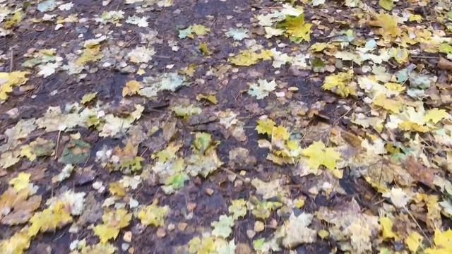 Уж небо осенью дышало… стоял ноябрь уж у двора… смотреть онлайн