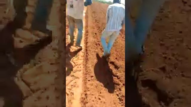 Посадка банановых деревьев смотреть онлайн