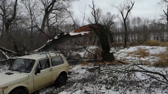 Какую древесину использовать для копчения смотреть онлайн