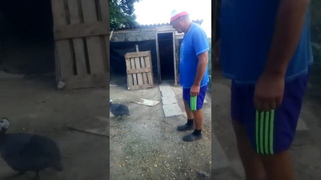 Самец цесарки защищает свою территорию смотреть онлайн