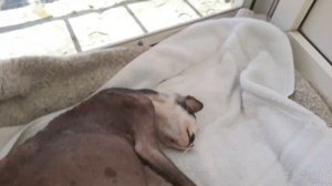 Асцит (брюшная водянка) не оставил шанса - ПОСЛЕДНИЕ минуты нашей кошки...  Луна 13.07.14-21.08.23