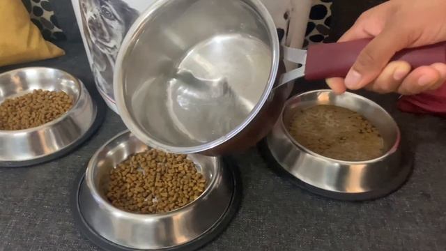 How to Feed Royal Canin Dog Food, When to Start Royal Canin to puppies, Dog food guide, #shihtzu смотреть онлайн