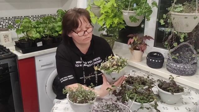 #Традесканции       Часть 2