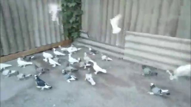 Бойные Ленинаканские голуби Артура Рашояна смотреть онлайн