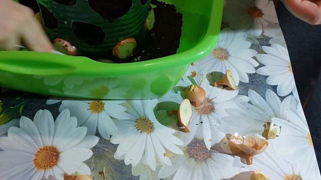 ЗЕЛЕНЫЙ ЛУК НА СТОЛЕ К НОВОМУ ГОДУ/ПОСАДКА ЛУКА НА ПЕРО/ОГОРОД НА ОКНЕ смотреть онлайн