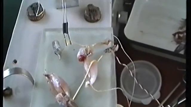 Опыт Маттеуччи вторичный тетанус смотреть онлайн