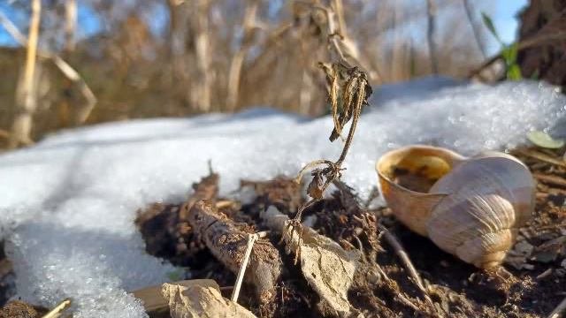 Julien Caragea - 'Sfârșit de iarnă' (Leonid Dimov) смотреть онлайн